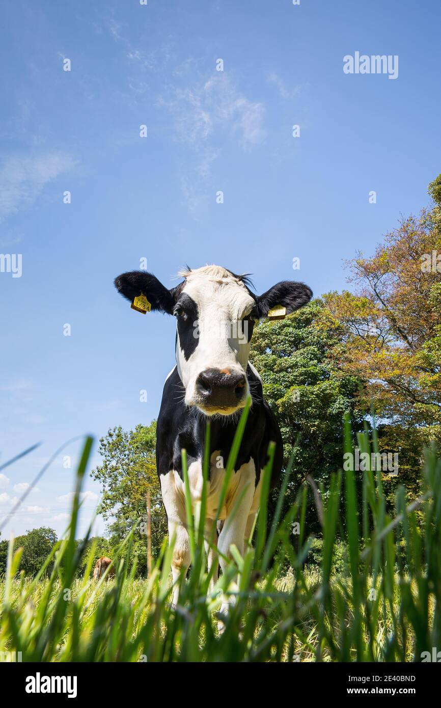 Cow face close black hi-res stock photography and images - Alamy