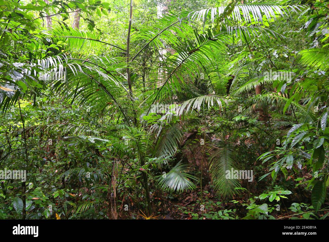 Rainforest flora in Palawan island, Philippines. Tropical karst ...