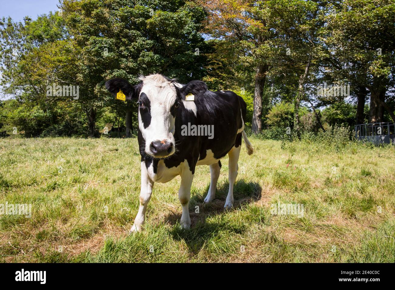 cow Stock Photo