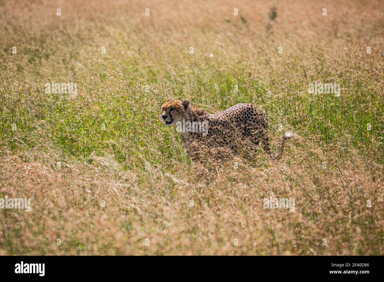 Cheetah looking for the hunt in Serengeti national Park, Tanzania... Stock Photo