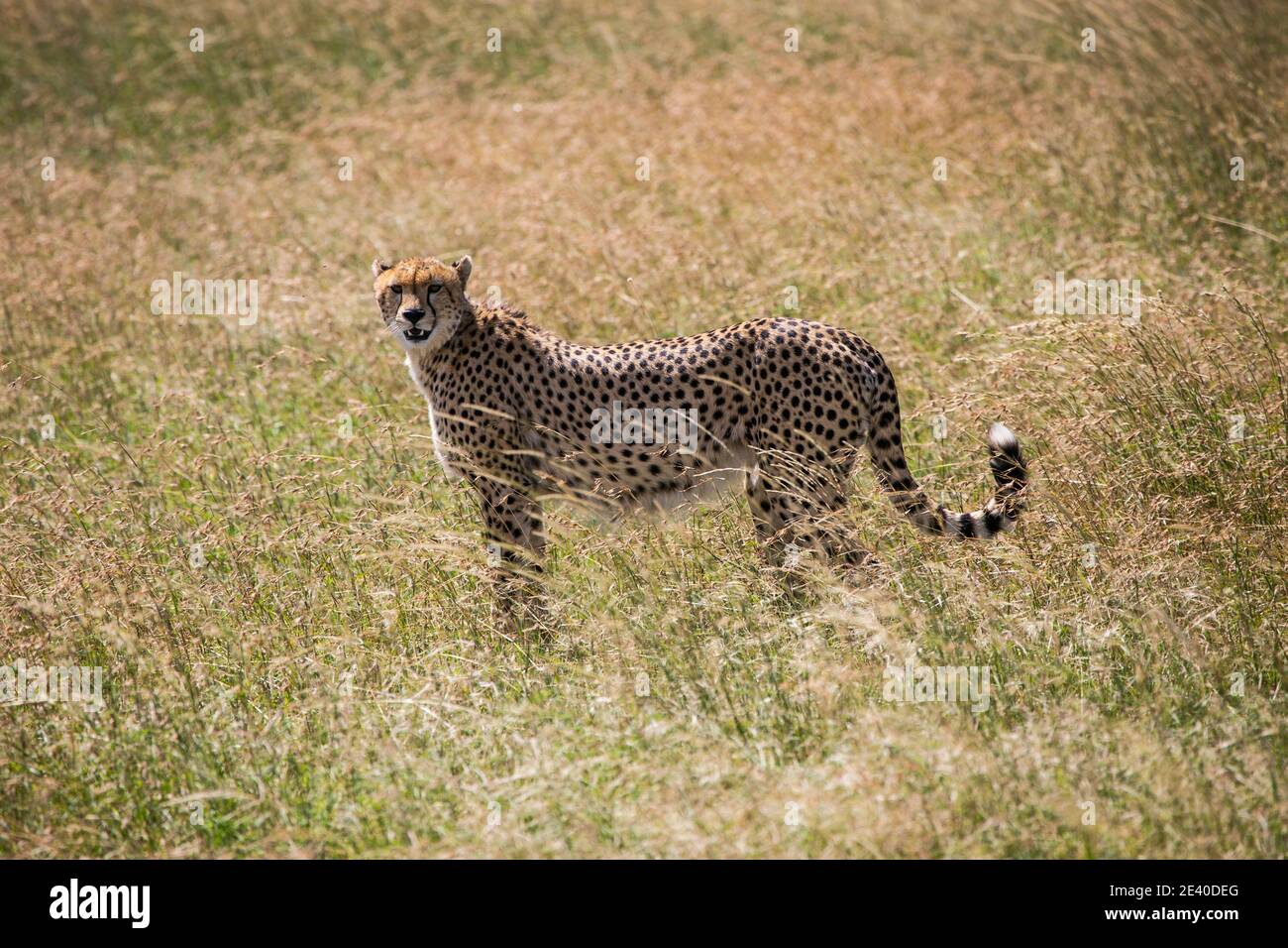 Cheetah looking for the hunt in Serengeti national Park, Tanzania... Stock Photo