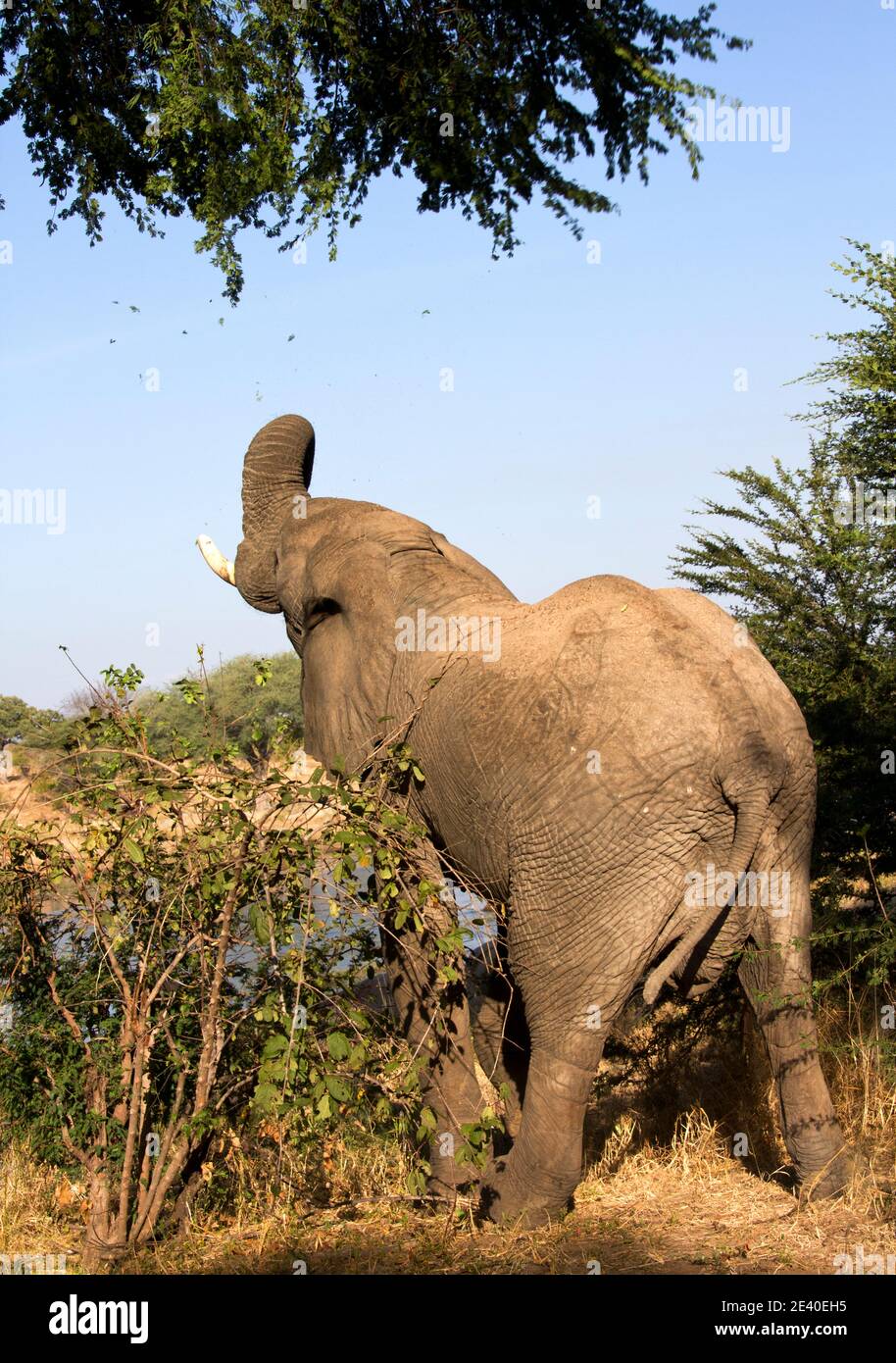 An elephant bull reaches for high branches to get fresh green leaves from a riverside tree. The massive bulls have a definite advantage when feeding Stock Photo