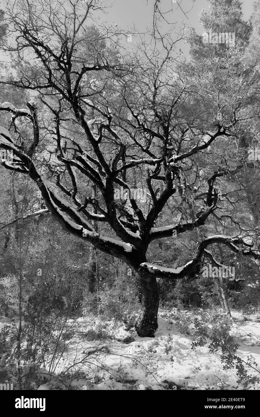 Tree branches silhouette black white hi-res stock photography and ...