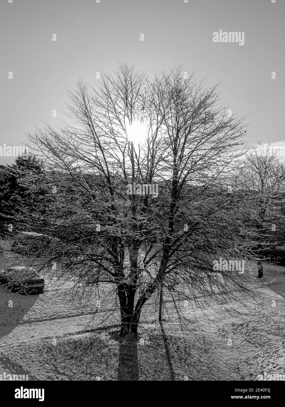 A black and white photograph of sunlight shining through the branches of a tree. Stock Photo