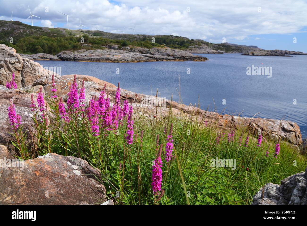 Norway coast landscape with fireweed flowers. Egersund in Rogaland region. Stock Photo