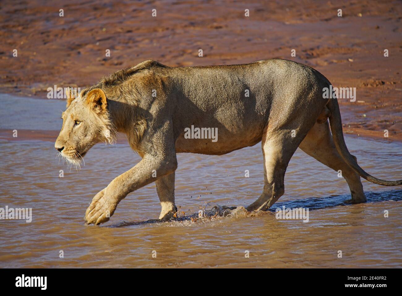 Dangerous female animal africa lion hi-res stock photography and images -  Page 2 - Alamy