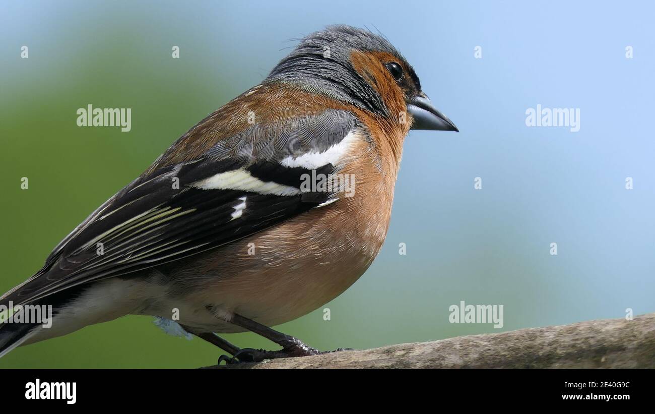 Common Chaffinch sitting on a fence in UK Stock Photo