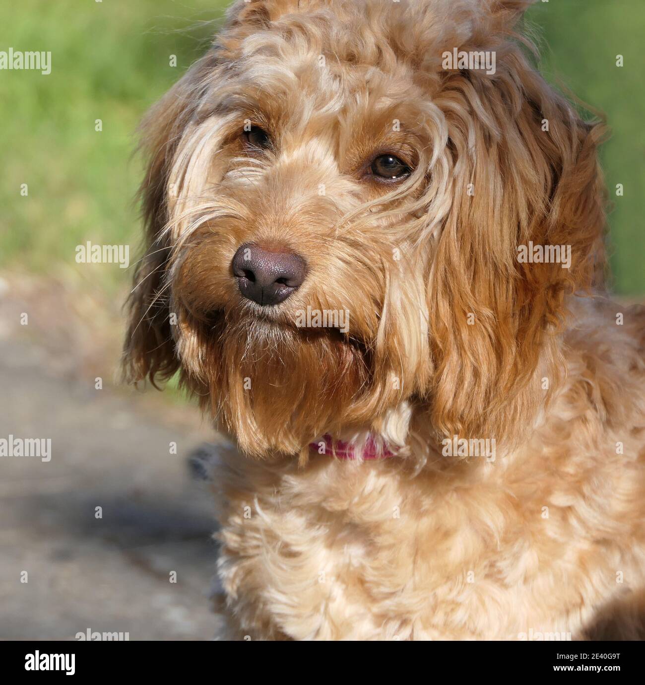 Cockapoo playing in the garden Stock Photo