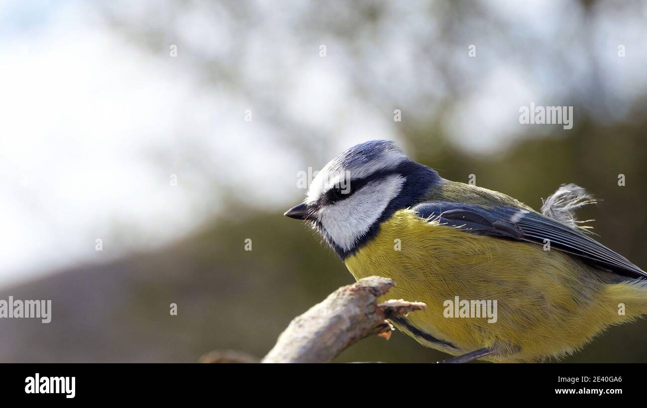 Blue Tit sitting in a hedge Stock Photo