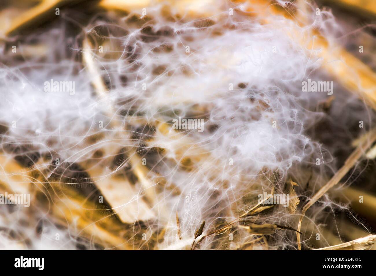 Famous Swan's down from North Europe nest. Macrostructure Stock Photo