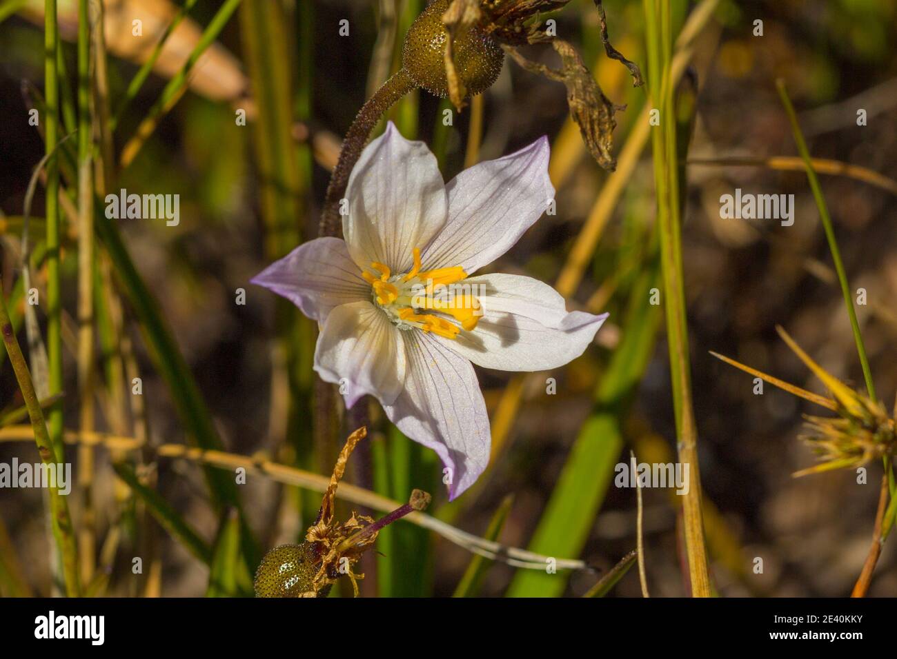 Close up of a white flower of a Vellozia species seen in the Serra do Cipo Nationalpark in Minas Gerais, Brazila Stock Photo