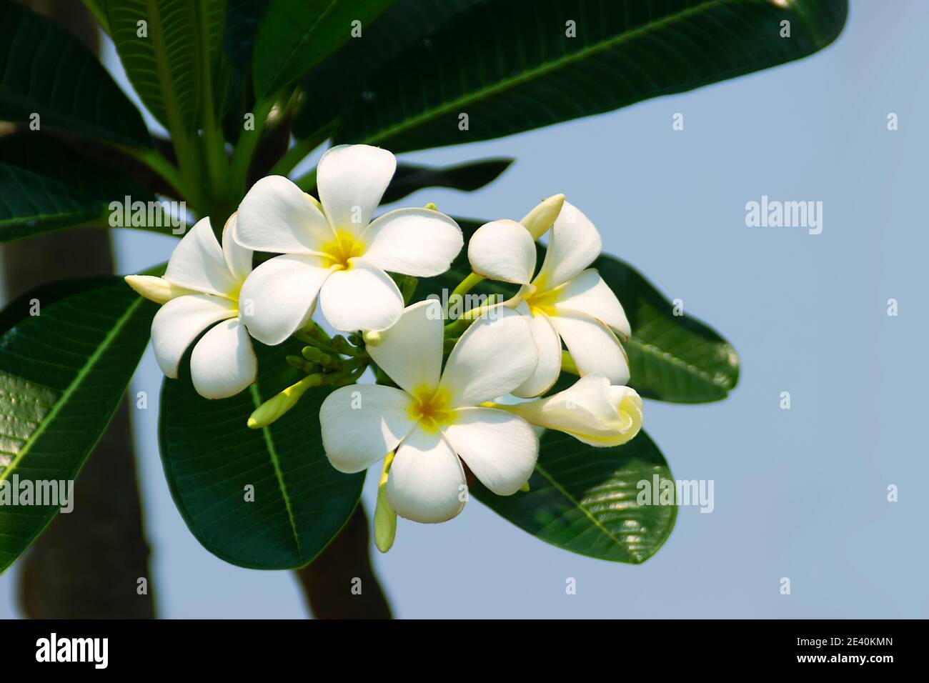 Plumeria most fragrant among beautiful flowers. Plants of paradise