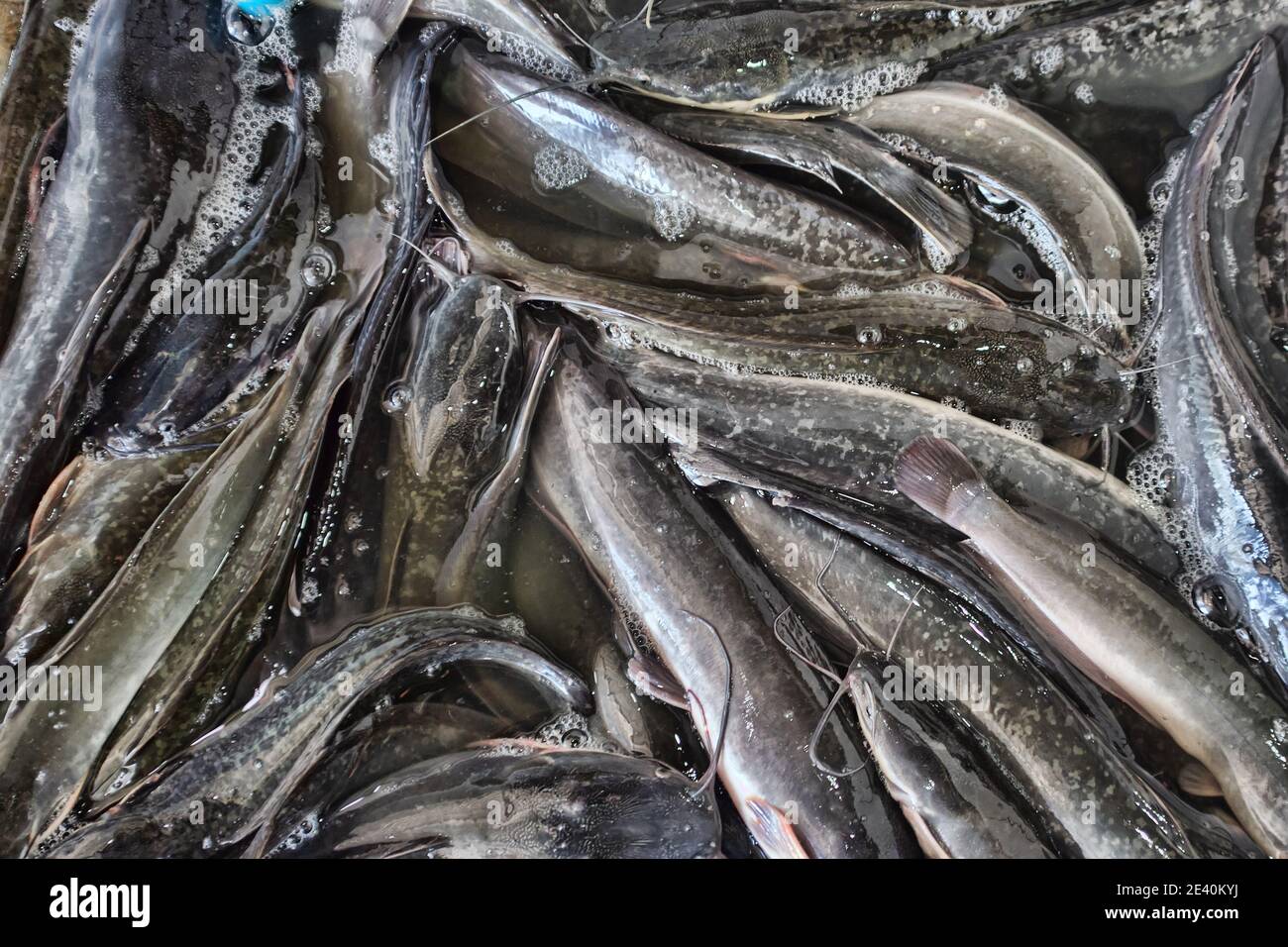 Many young catfish for sale in the Thai market. So-called wet markets in Southeast Asia Stock Photo