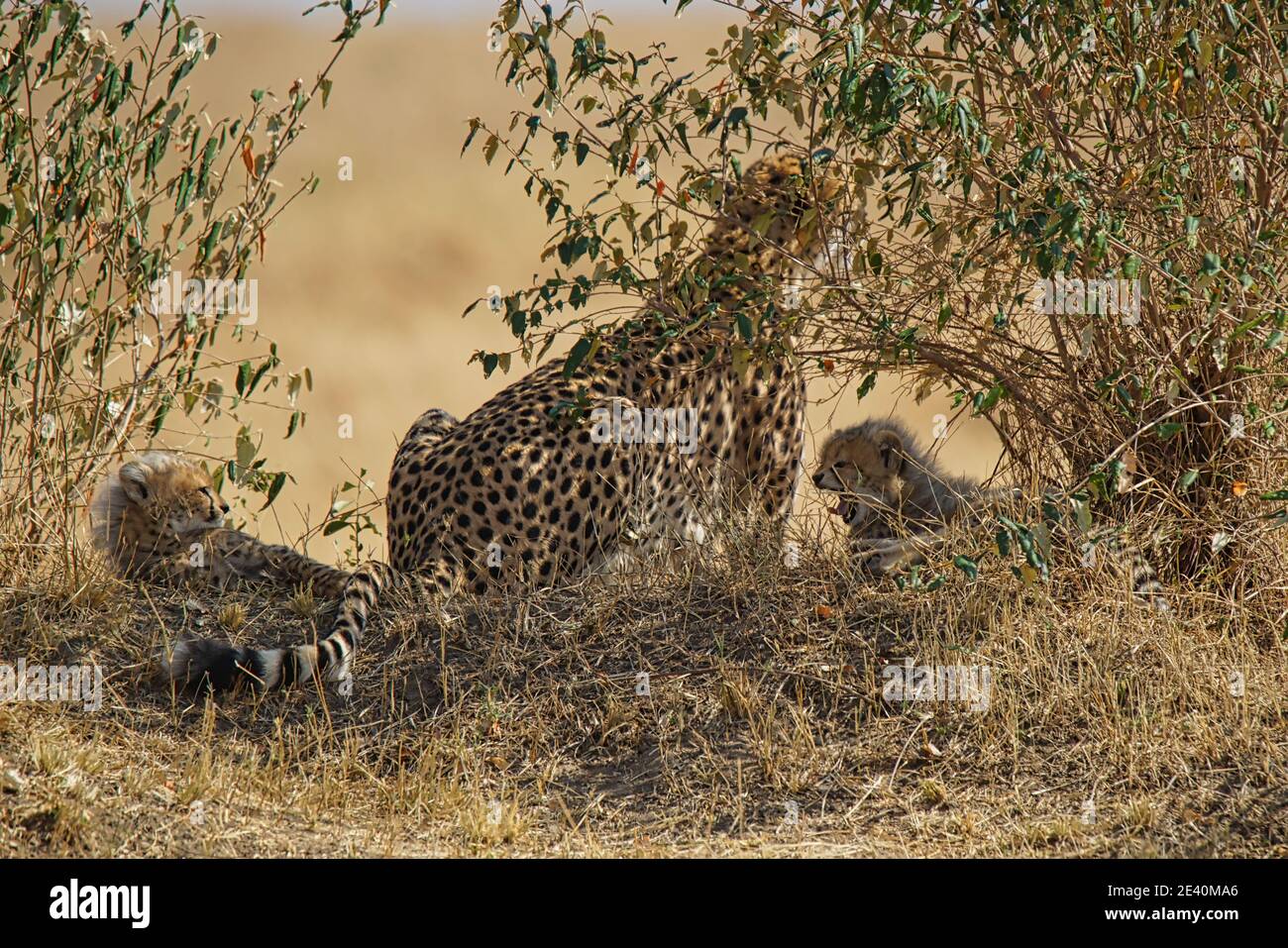 A cheetah mother and two cubs rest on the grass. One of the cubs is  yawning. Large numbers of animals migrate to the Masai Mara National  Wildlife Refu Stock Photo - Alamy