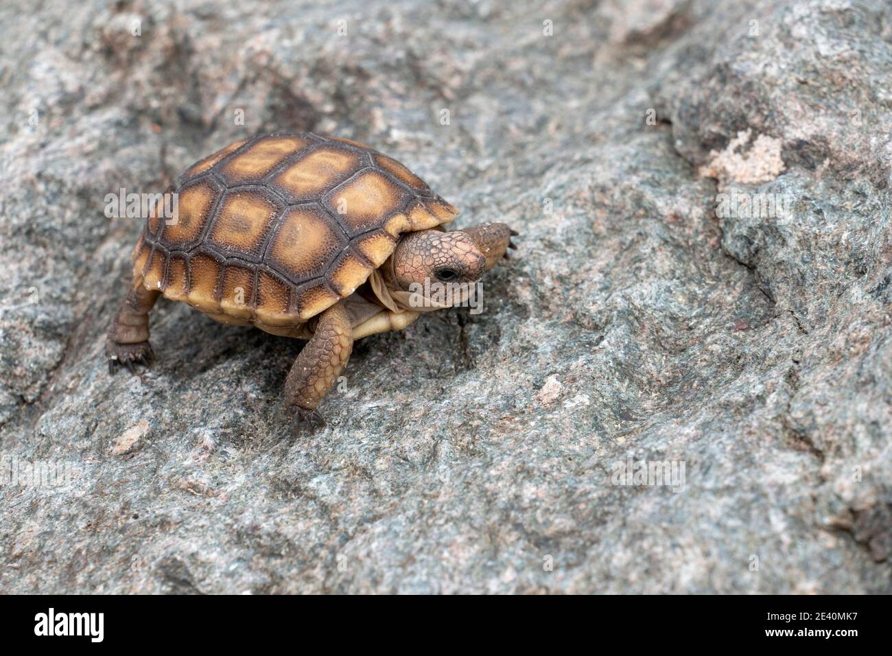 Juvenile Desert Tortoise (Gopherus agassizii) walking on rock, Mojave Desert, California, USA. The tortoise is about 8 cm long. Stock Photo