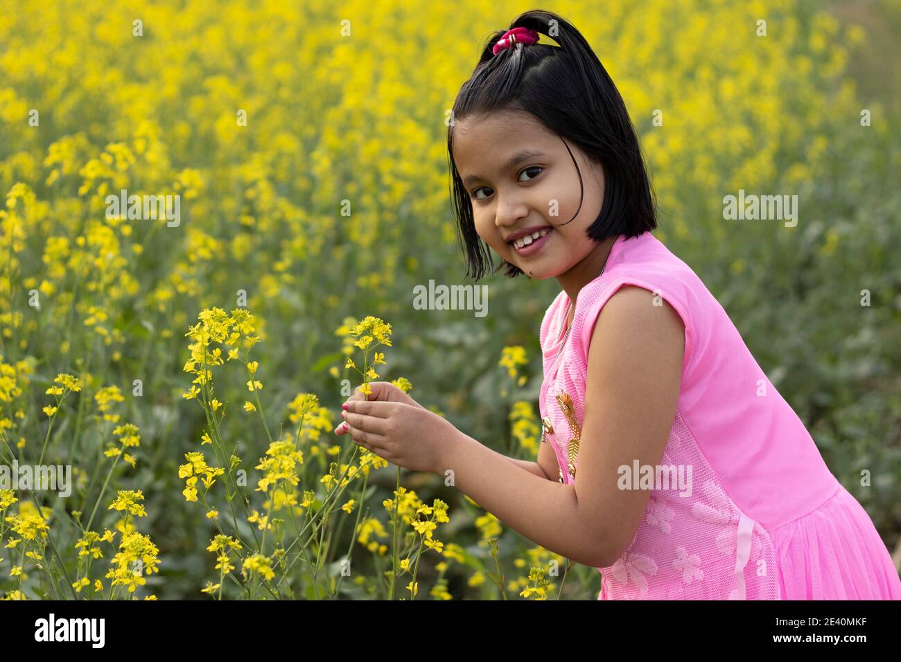 a pretty indian girl child in pink dress standing with a mustard flower in hand near yellow mustard flower field Stock Photo