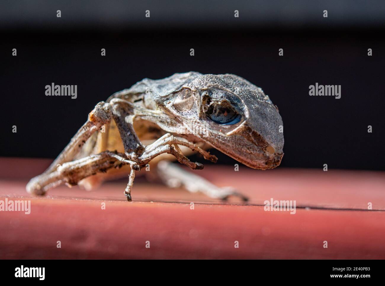 Mummified frog Stock Photo