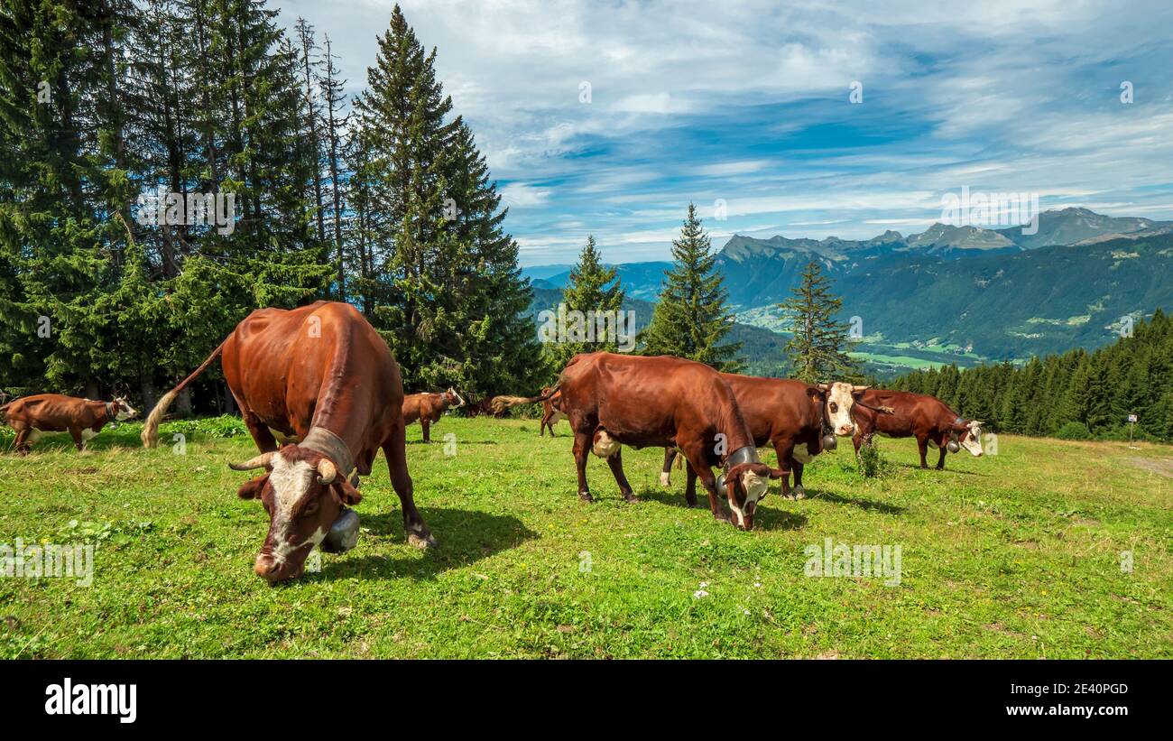 Herds of cows in the pasture in the French Alps Stock Photo