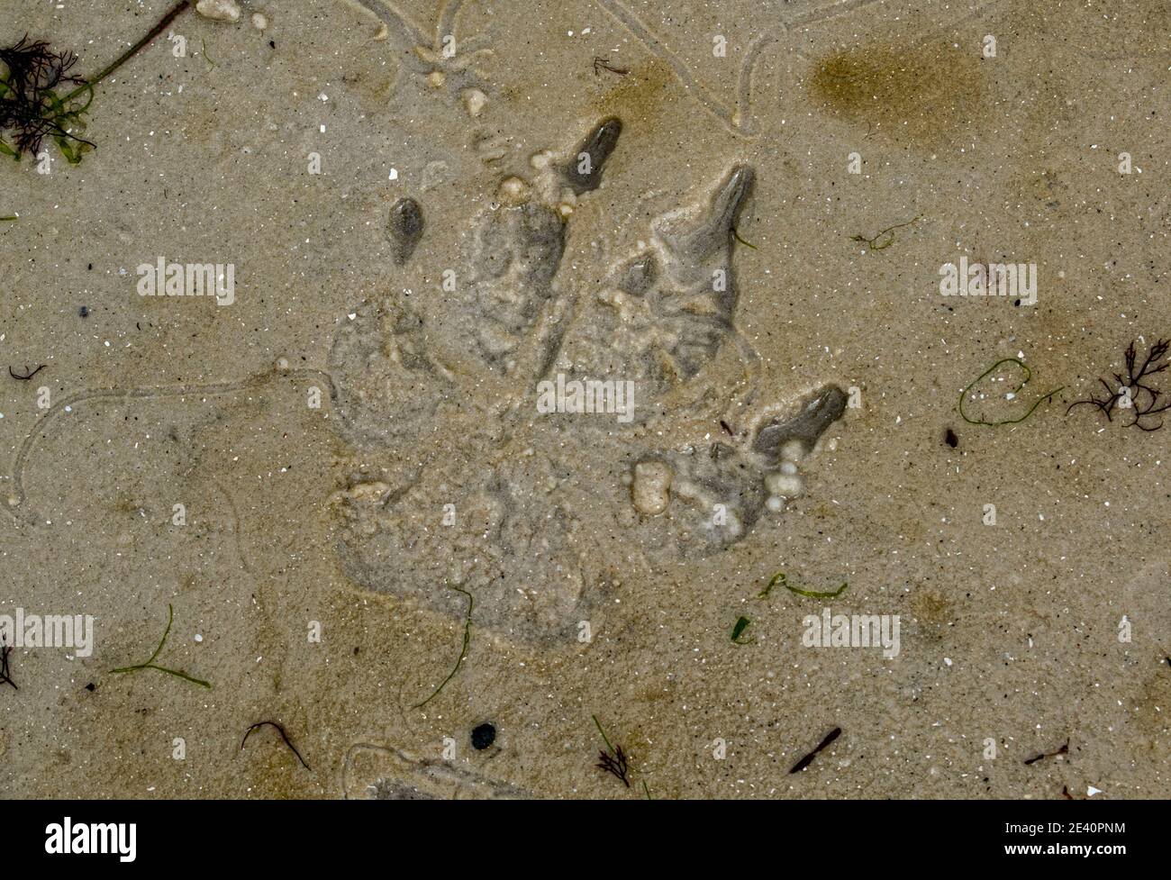Dog paw print in the sand Stock Photo