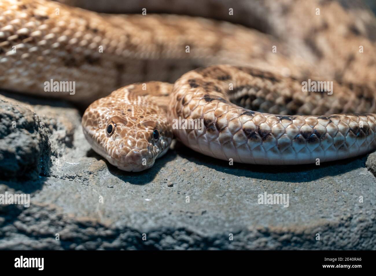 Spalerosophis diadema, known commonly as the diadem snake and the royal  snake close up on the rocks at night in the middle east or north africa  Stock Photo - Alamy