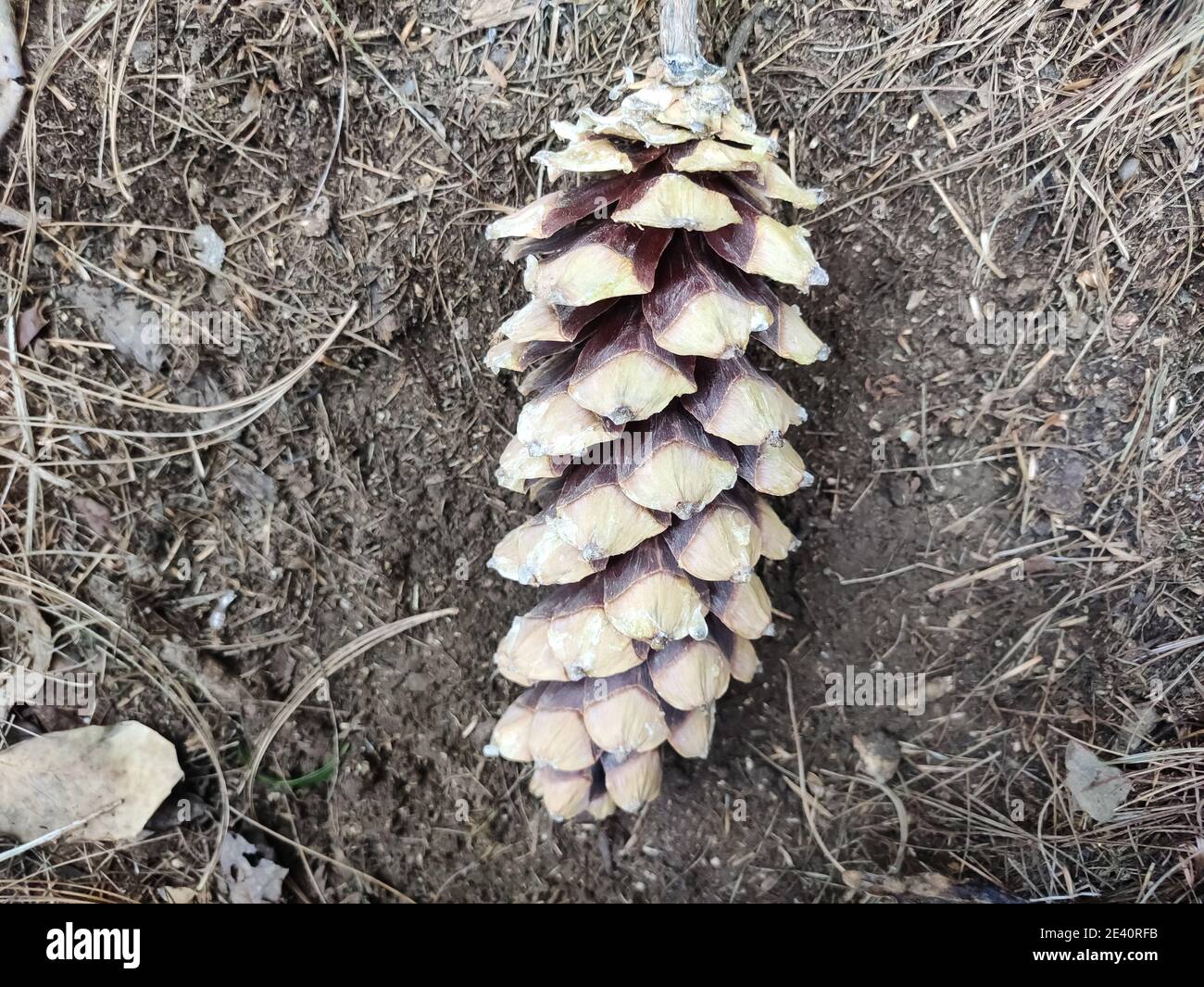 Closeup shot of a cone of pinus ayacahuite isolated on the ground in the daytime Stock Photo