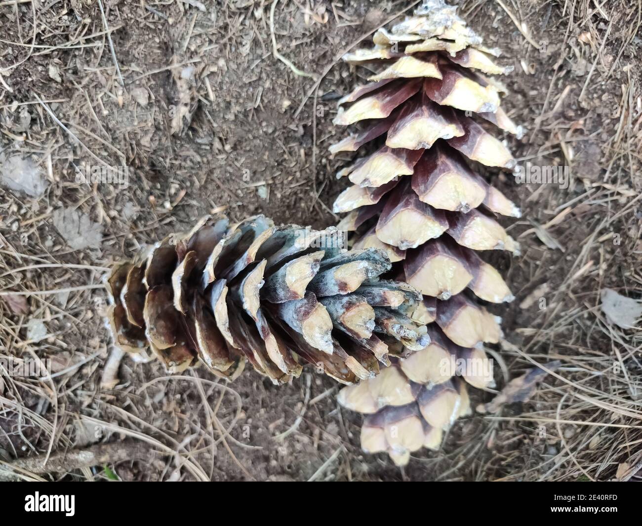 Closeup shot of two cones of pinus ayacahuite isolated on the ground in the daytime Stock Photo