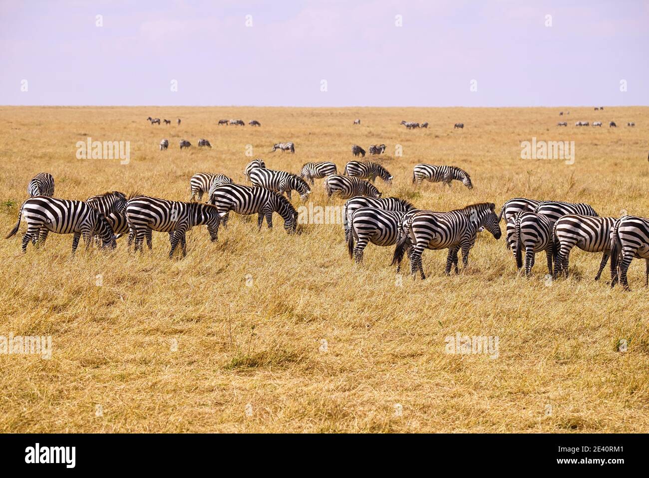 A group of zebras rest and eat grass on the dry grasslands. Large numbers  of animals migrate to the Masai Mara National Wildlife Refuge in Kenya,  Afri Stock Photo - Alamy