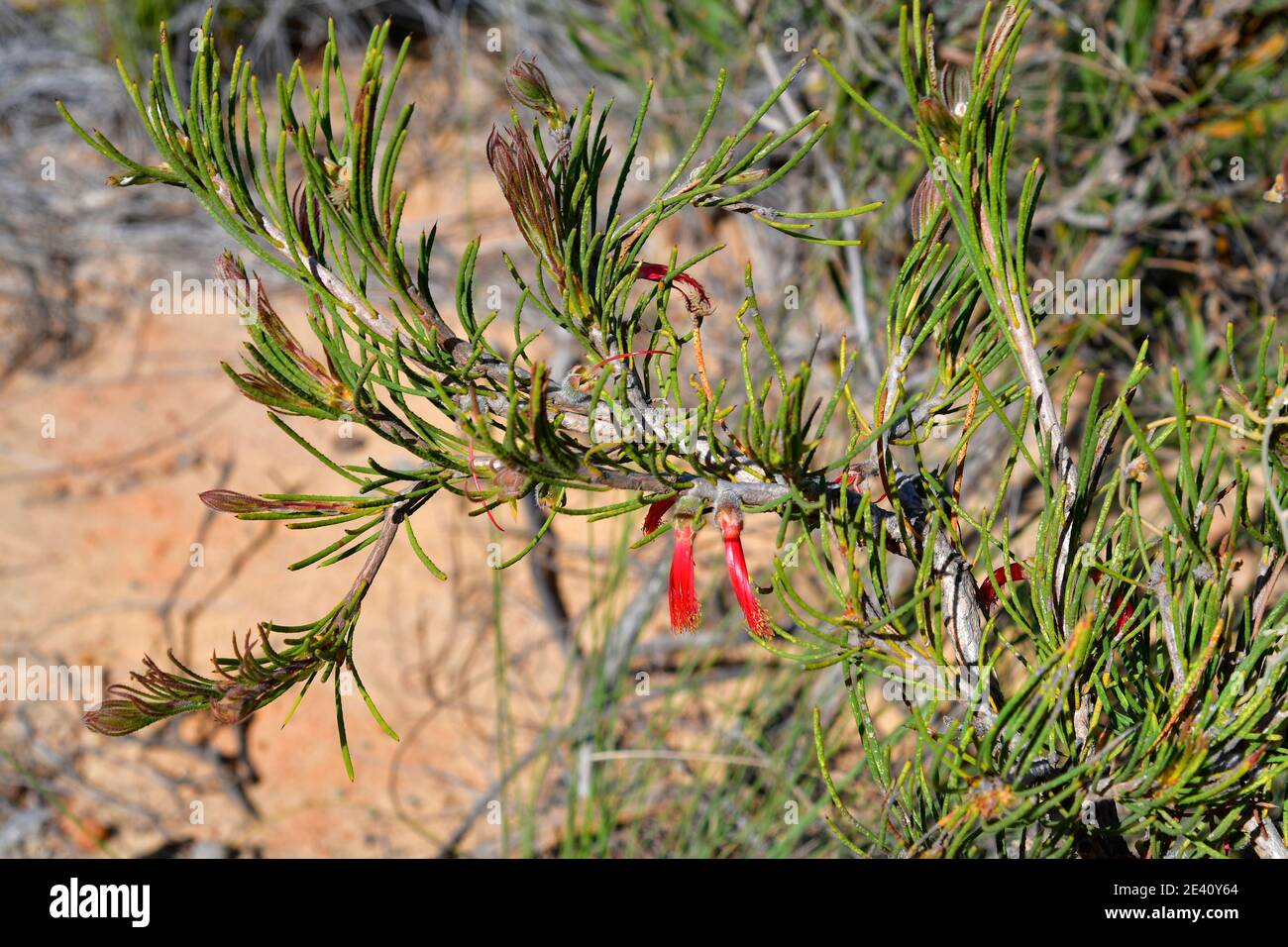 Australia, she-oak mistletoe Stock Photo