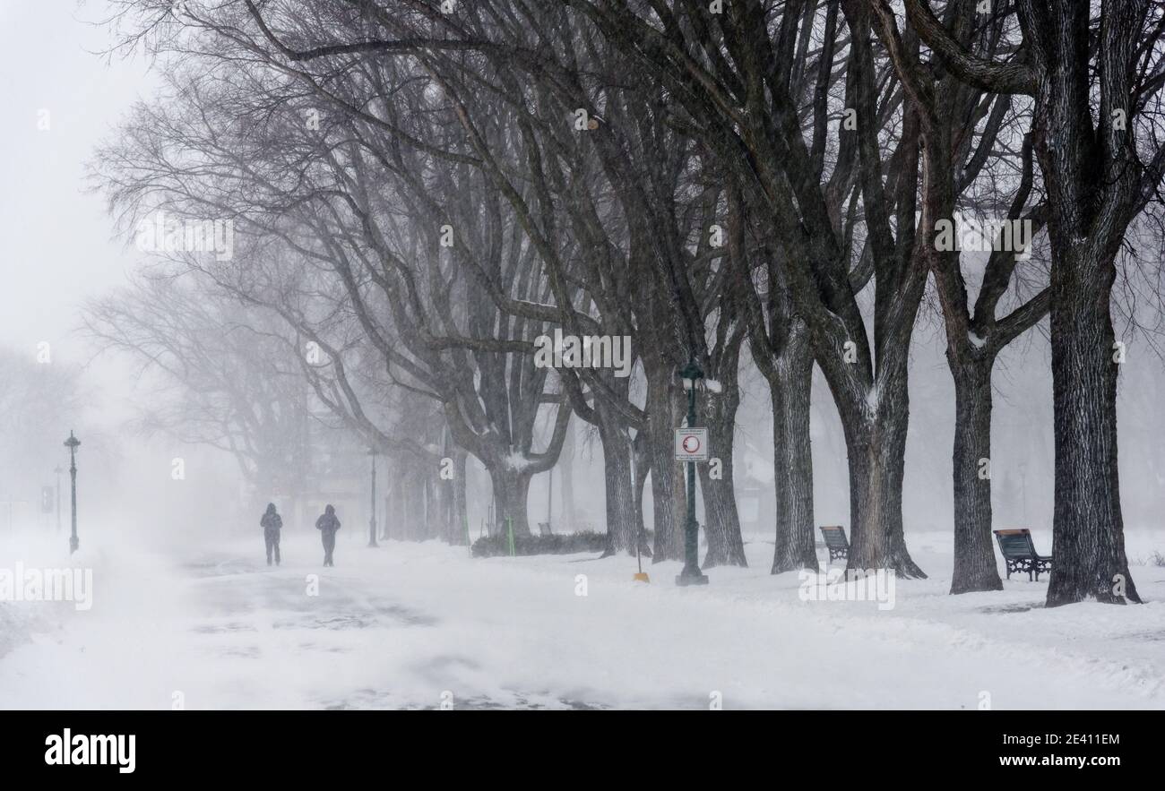 People walking by a row of mature maples during a blizzard on the Plains of Abraham, Quebec City, Canada Stock Photo