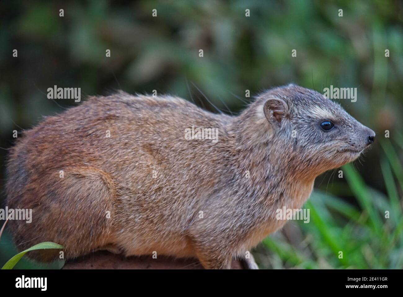 The The  Rock Hyrax(Cape Hyrax) lay on the stone. The brown fur looks lovely. Large numbers of animals migrate to the Masai Mara National Wildlife Ref Stock Photo