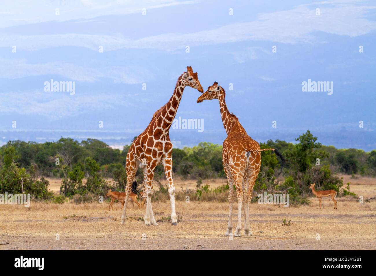 Two reticulated giraffes, male and female, check scent behaviour. Ol Pejeta Conservancy, Kenya, Africa. Giraffa camelopardalis reticulata Stock Photo