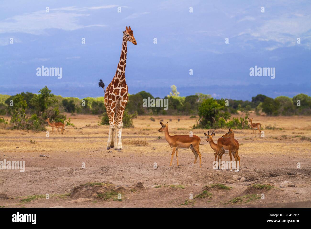 Tall reticulated giraffe looks down at smaller impalas antelope in dry savannah of Ol Pejeta Conservancy, Kenya, East Africa. Giraffa camelopardalis Stock Photo