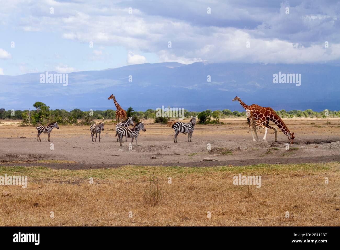 Giraffe bends to drink  water from waterhole while zebras and more giraffes wait in orderly queue. Ol Pejeta Conservancy, Kenya. African bush savannah Stock Photo