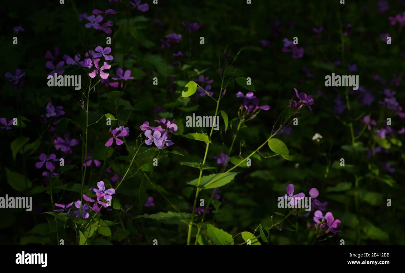 Closeup Phlox Subulata, Deep Purple in spring time Stock Photo
