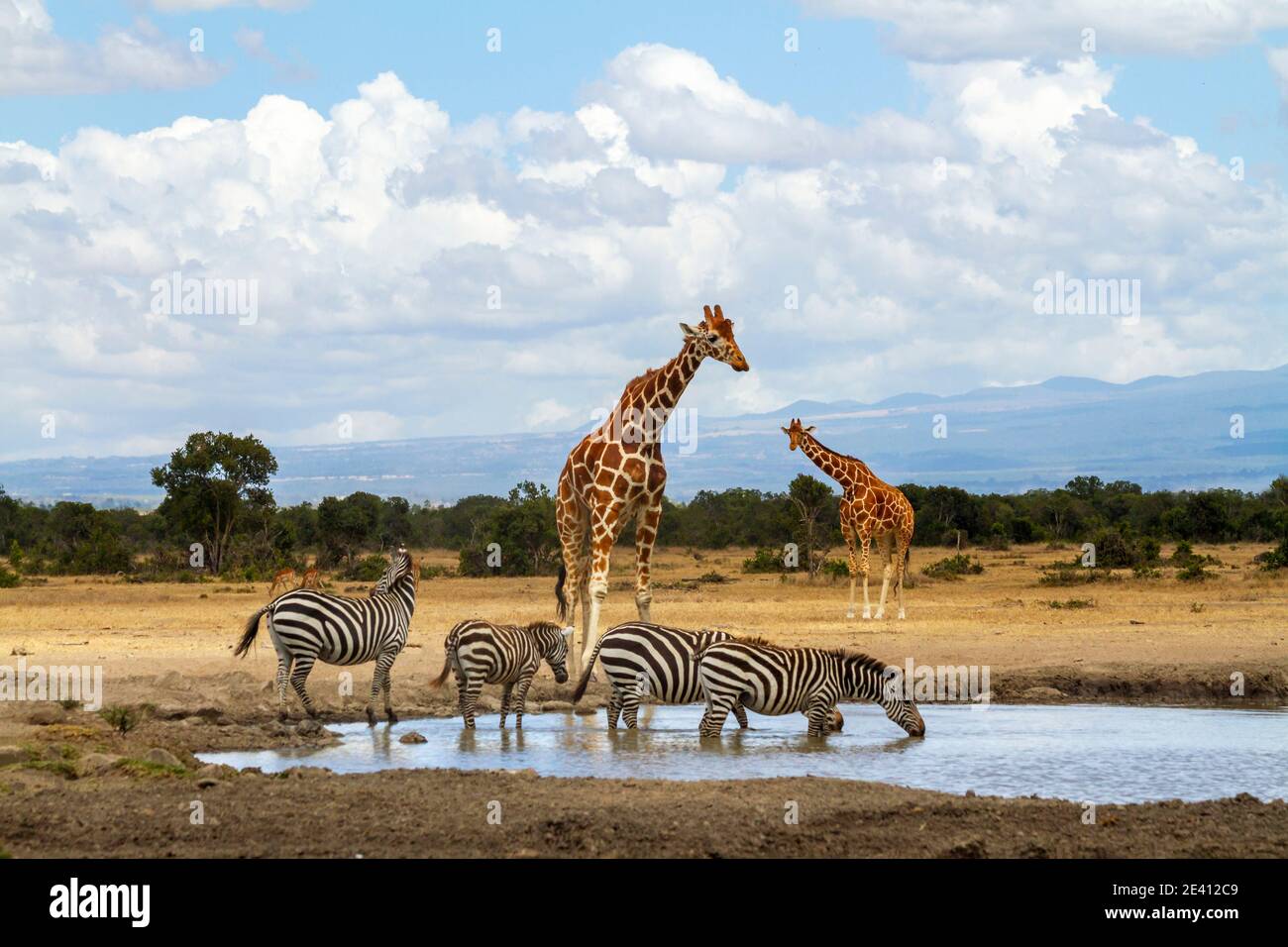 Giraffes wait in queue at waterhole as zebras drink water. Ol Pejeta Conservancy, Kenya. Funny scene of wildlife spotted on African safari holiday Stock Photo