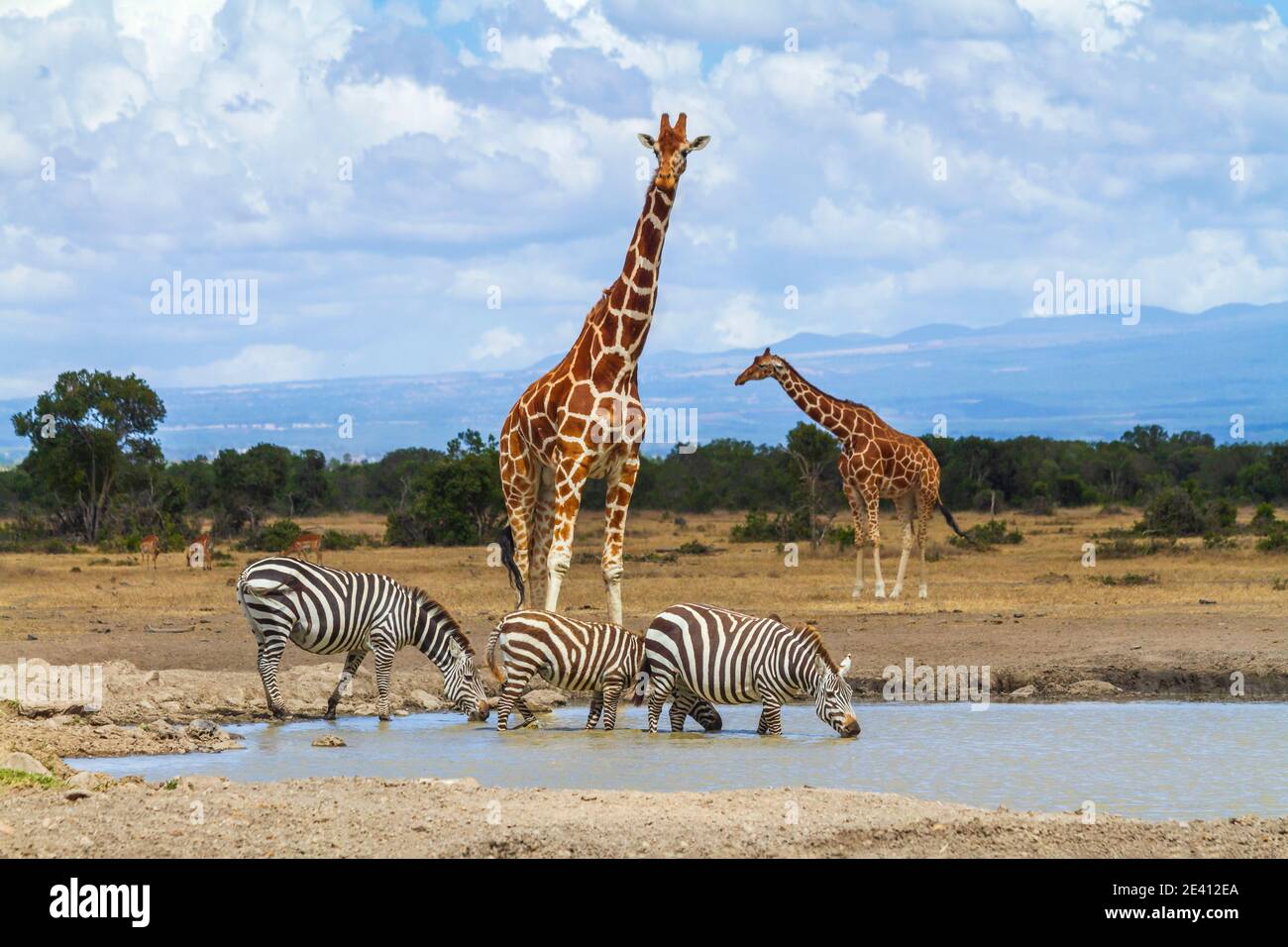 Reticulated giraffes queue at waterhole as zebras drink water. Ol Pejeta Conservancy, Kenya. African wildlife seen on safari vacation Stock Photo