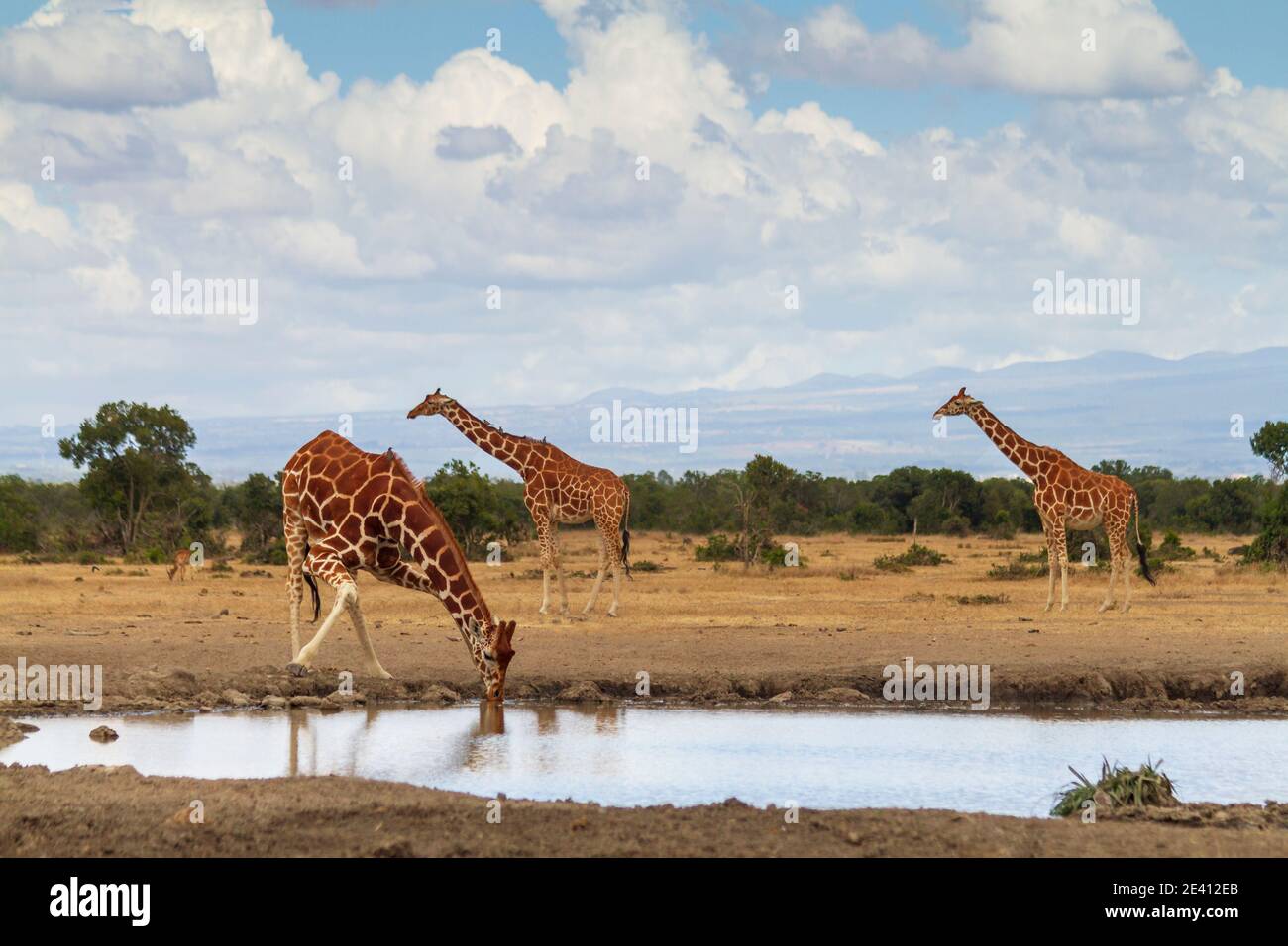 Three reticulated giraffes (Giraffa camelopardalis reticulata) queue to drink water from waterhole. Ol Pejeta Conservancy, Kenya. African safari Stock Photo
