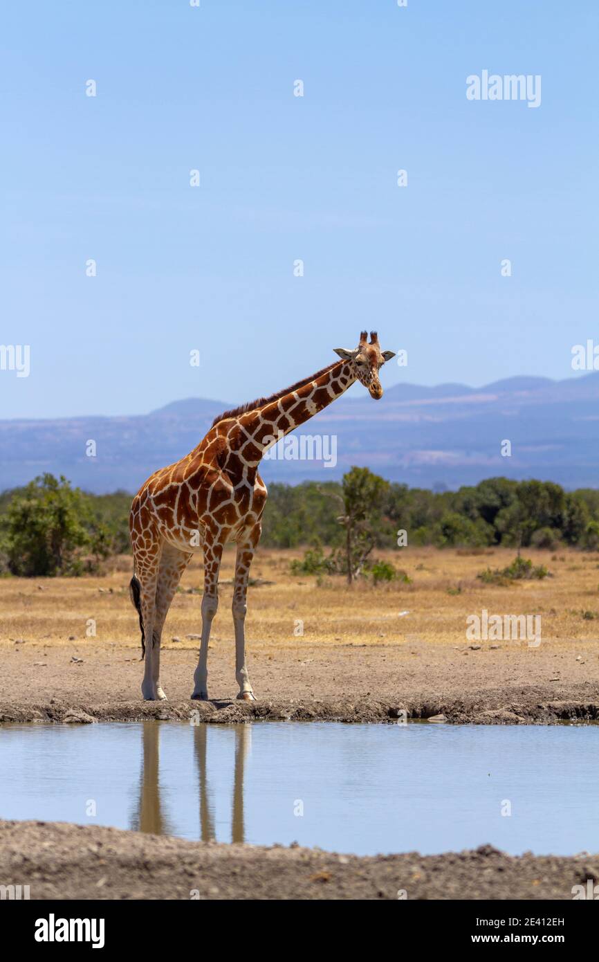 Tall reticulated giraffe (Giraffa camelopardalis reticulata) stands at waterhole in Ol Pejeta Conservancy, Kenya, water reflection. Blue sky holiday Stock Photo