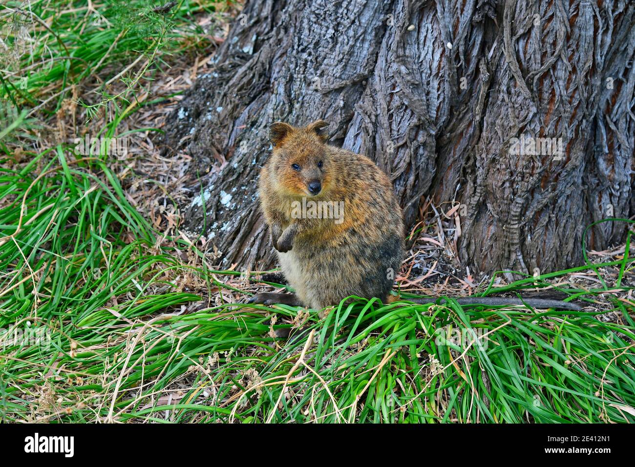 Australia, Quokka, endemic on Rottnest Island Stock Photo Biology Diagrams