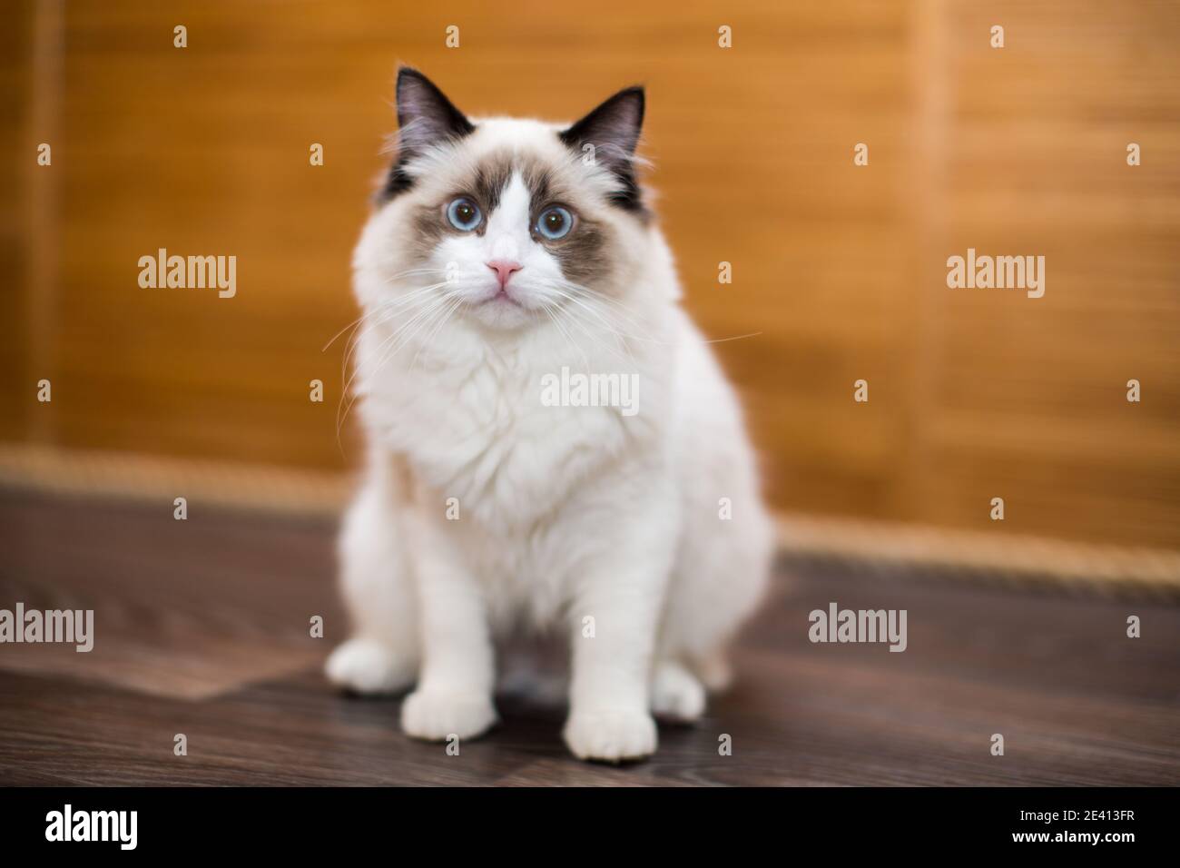 Beautiful young white purebred Ragdoll cat with blue eyes, at home ...