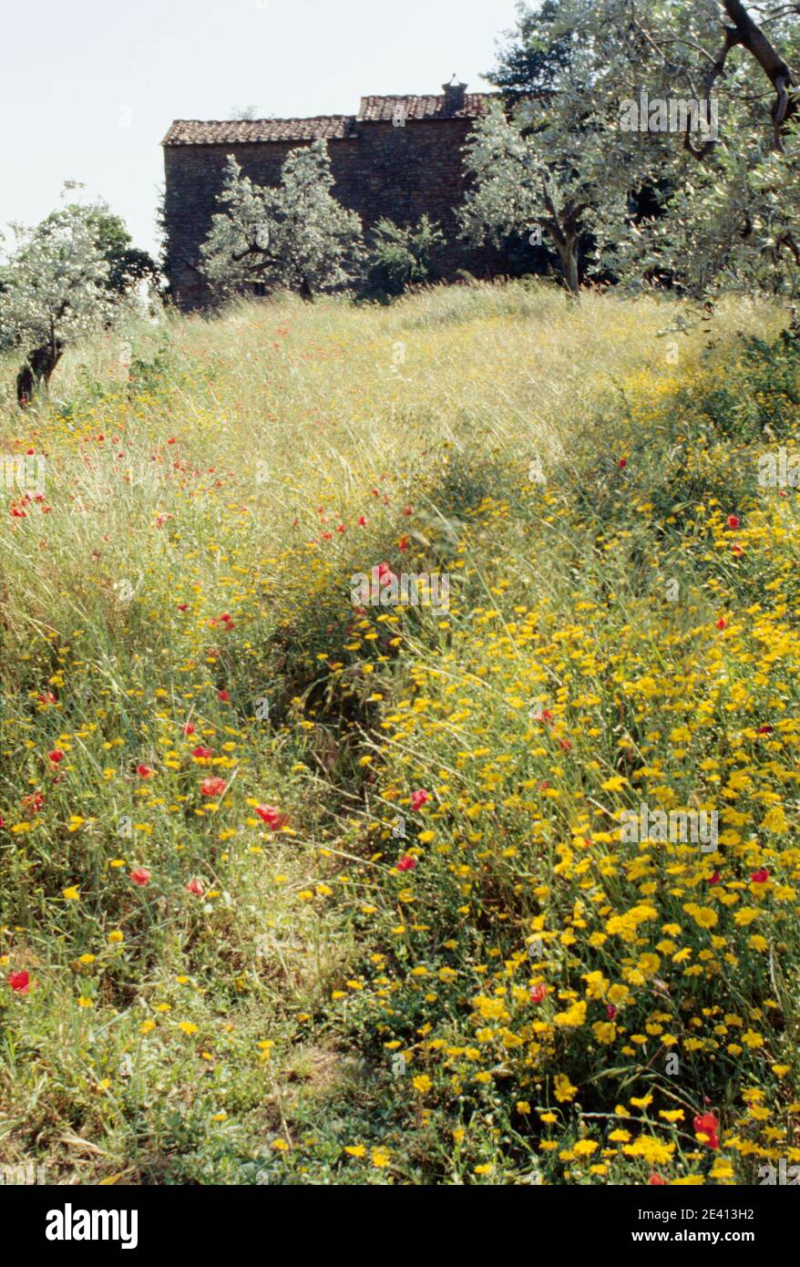 Leonardo da vinci & homes of the famous birthplace near vinci tuscany, italy Stock Photo Alamy