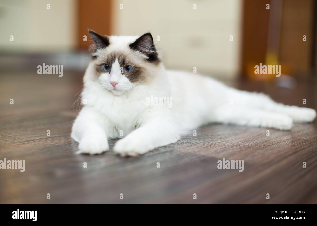 Beautiful young white purebred Ragdoll cat with blue eyes, at home ...