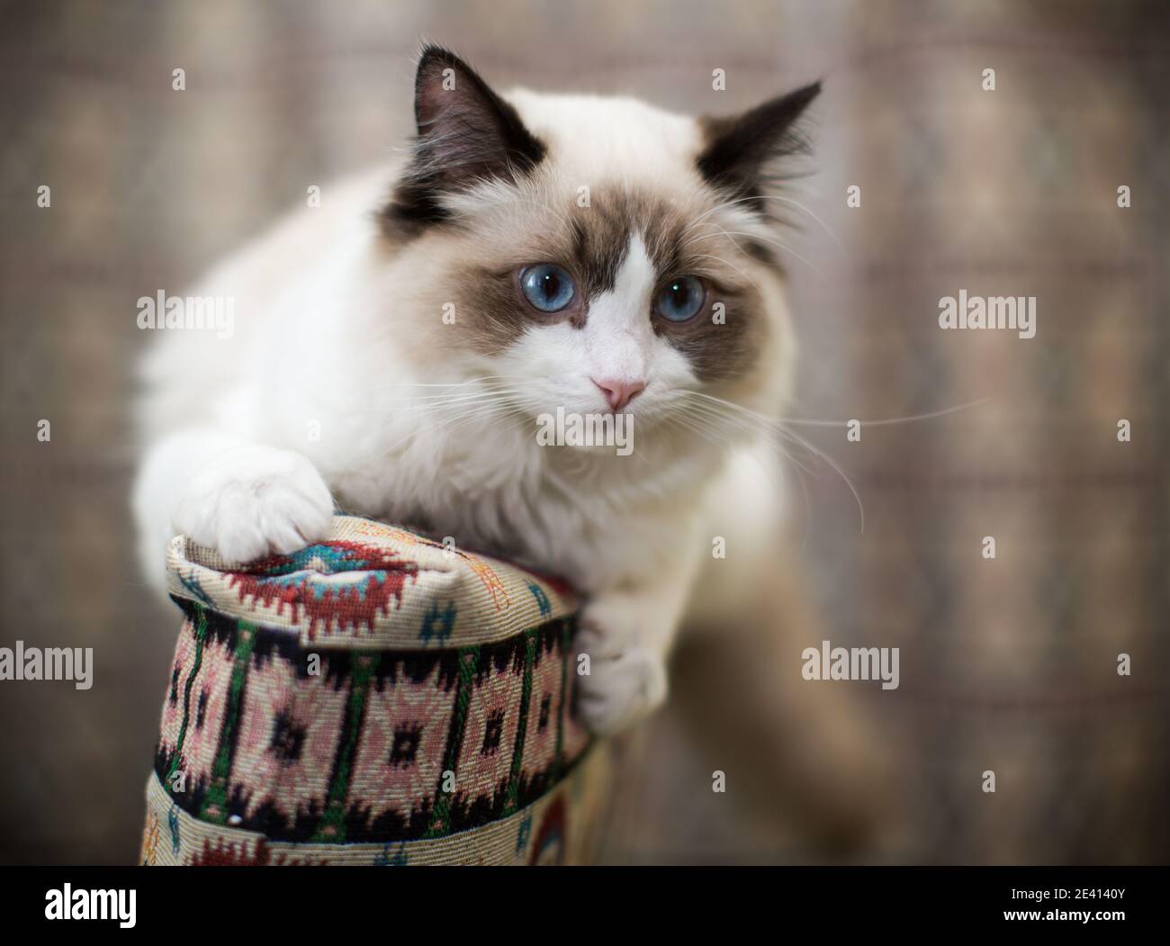 Beautiful young white purebred Ragdoll cat with blue eyes, at home ...