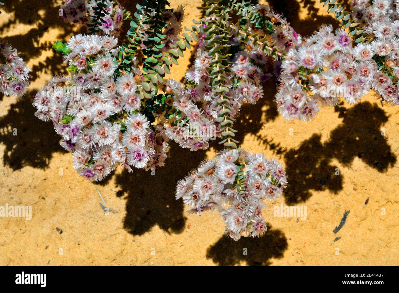 Australia, Verticordia oculata flower, endemic in Western Australia Stock Photo