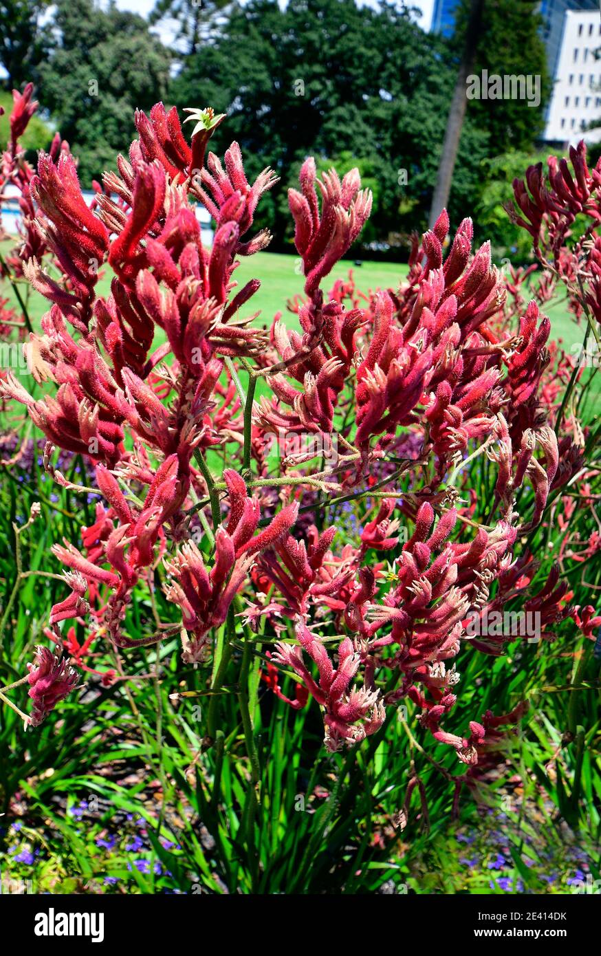 Australia, endemic kangaroo paw flower Stock Photo Alamy