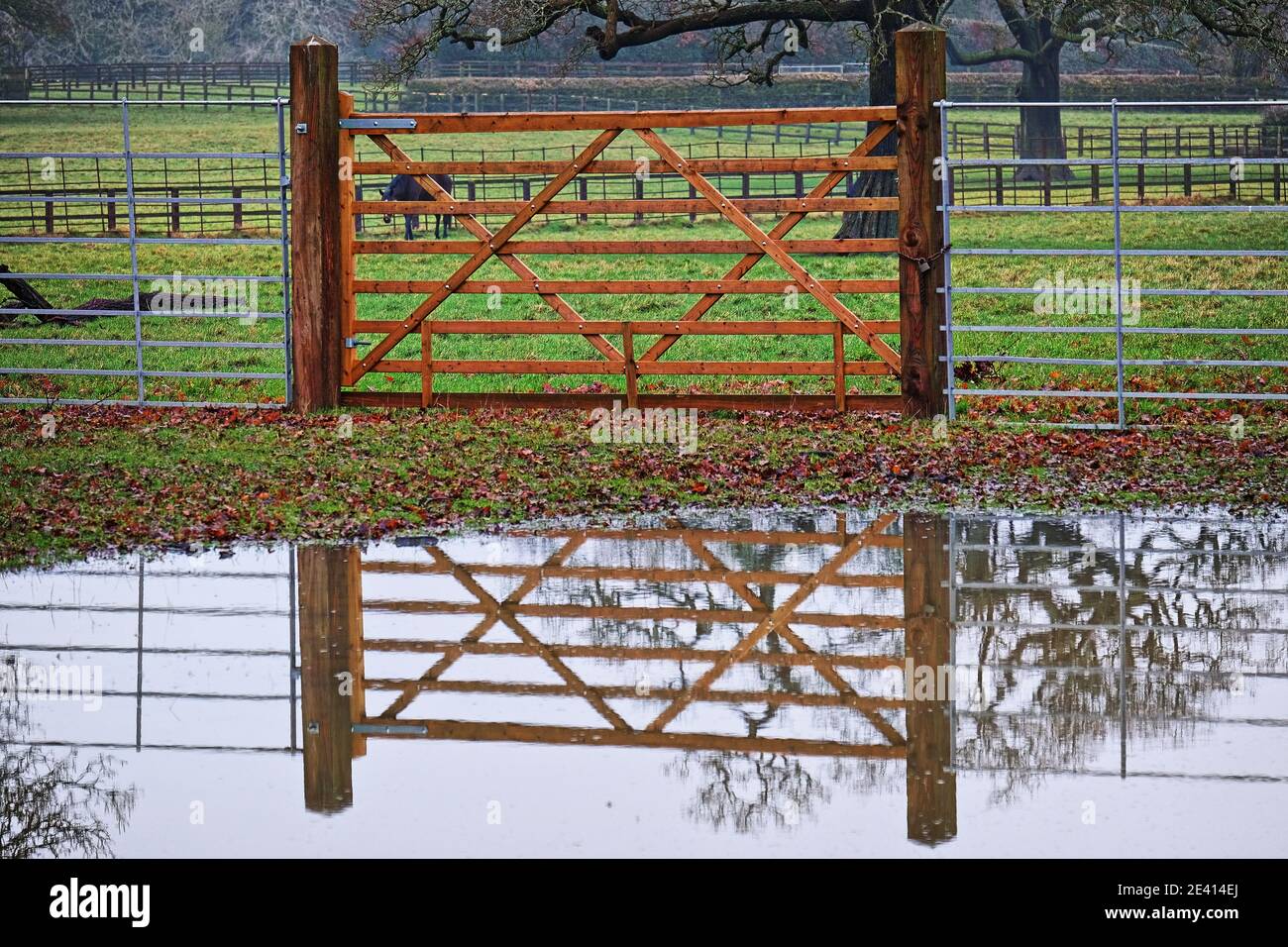 Reflections: 8 Bar Wood Paddock Gate, with cross spars, reflected in foreground pool of rain water, with grass and trees in background Stock Photo