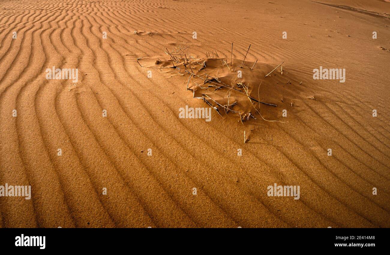 Plants survive among the windblown footprints in the sand of the Sahara