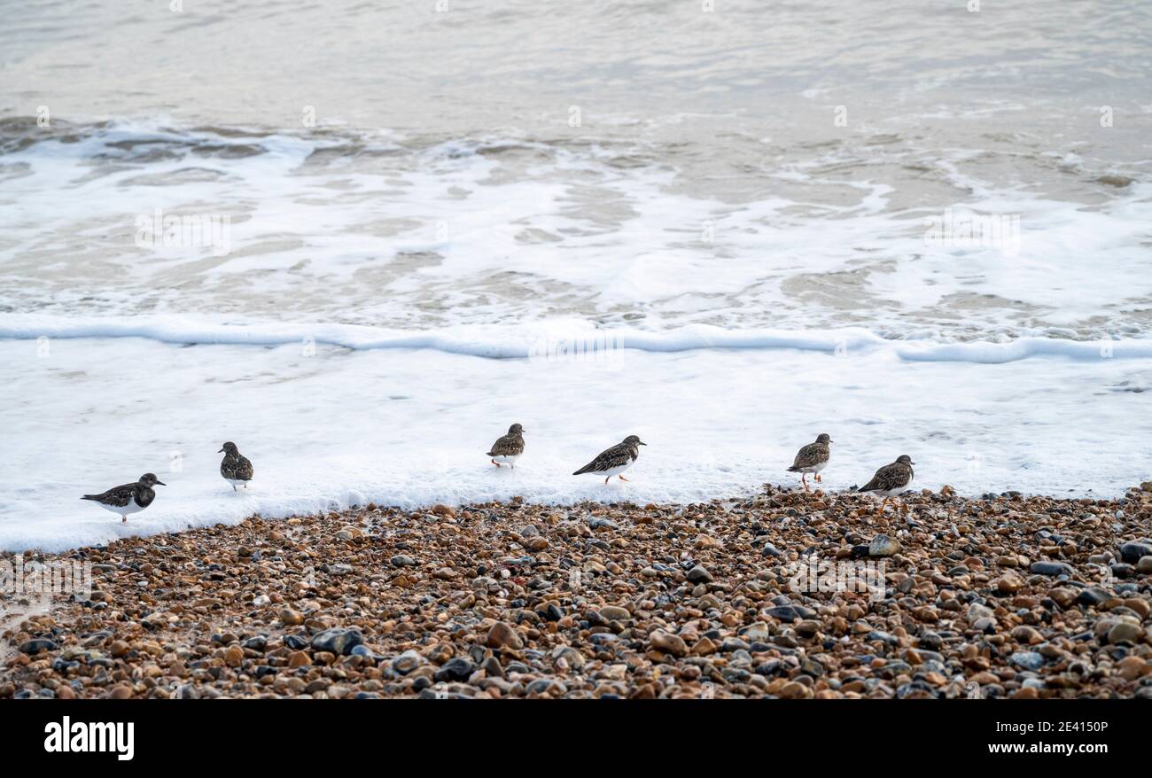 A group of Turnstones Arenaria interpres looking for food along sea shore in Sussex UK Stock Photo