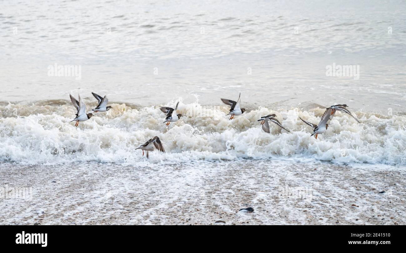 A group of Turnstones Arenaria interpres looking for food along sea shore in Sussex UK Stock Photo