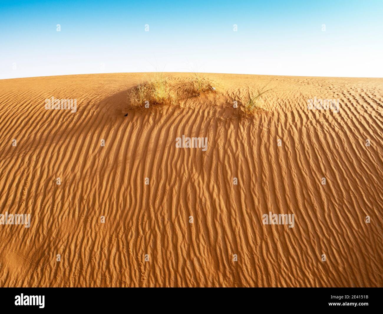 Plants survive among the windblown footprints in the sand of the Sahara